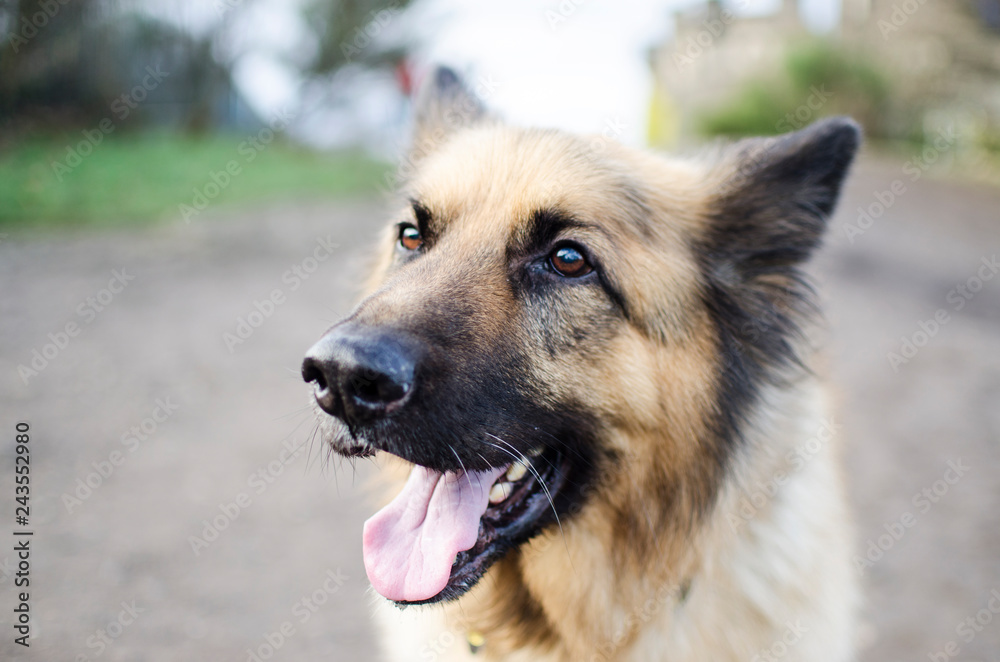 Close up of a German Shepherd Dog