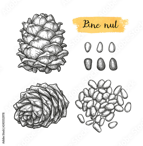 Ink sketch of pine nut.