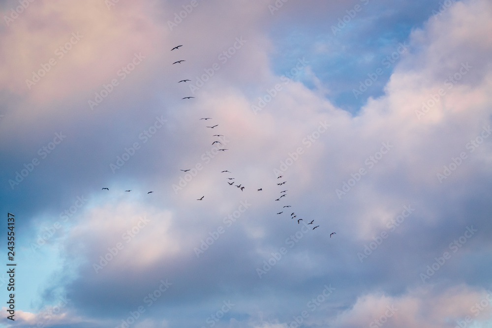 Some birds in V form migrating