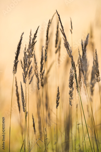 Grasses against blurred background. Selective focus and very shallow depth of field.
