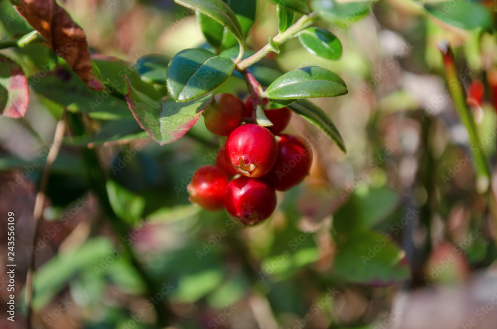 Vaccinium vitis-idaea. Ripe lingonberries in forest. (Shallow depth of field) Vaccinium vitis-idaea. Ripe lingonberries in forest. (Shallow depth of field)