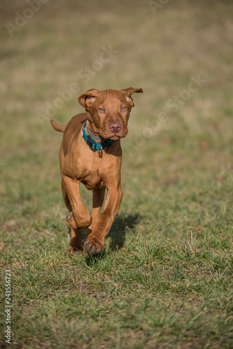 A hungarian vizsla puppy running to the camera