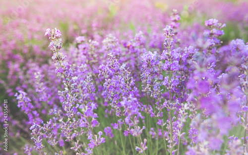 The beauty of a small purple flower field, or well known as Cyanthillium cinereum, on the afternoon sunlight effect. Beautiful natural background. Selective focus.