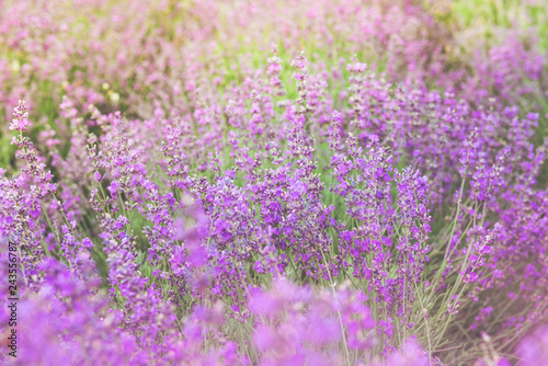 The beauty of a small purple flower field  or well known as Cyanthillium cinereum  on the afternoon sunlight effect. Beautiful natural background. Selective focus.