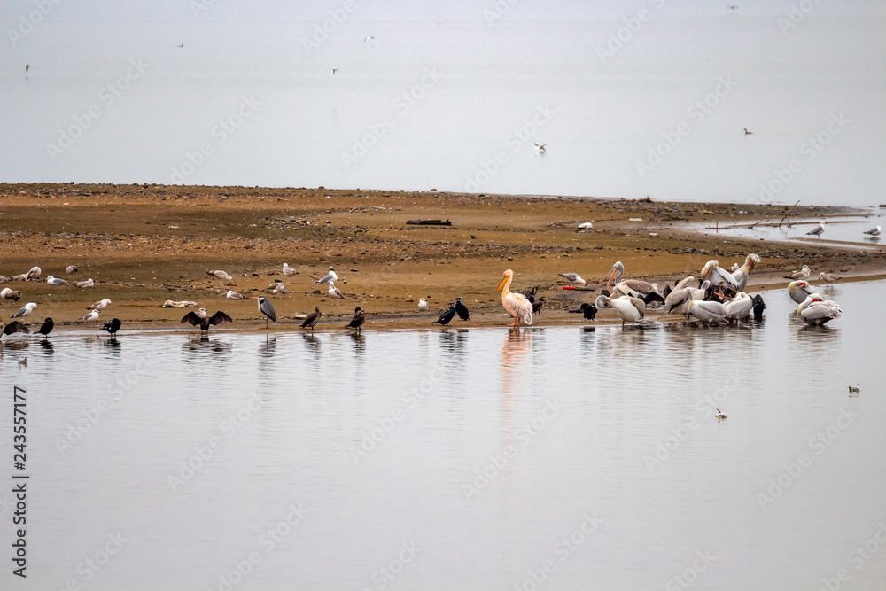 Pygmy cormorants, Dalmatian pelicans, Great white pelicans, gray herons and seagulls at Lake Kerkini in winter