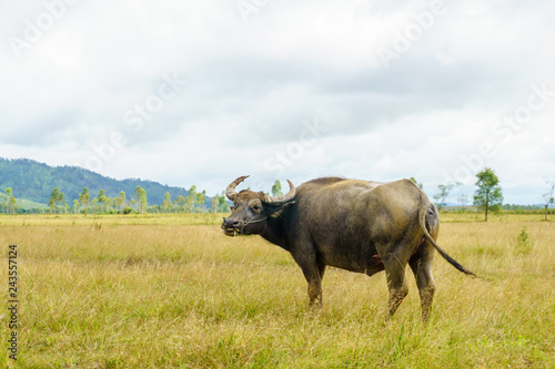 Fototapeta Naklejka Na Ścianę i Meble -  Water Buffalo in the field.