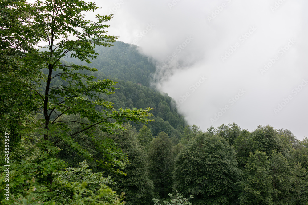 Dense clouds in the Mountains rise to the edge of the forest