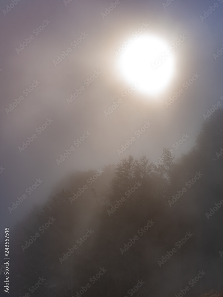 Sun and trees through very dense fog