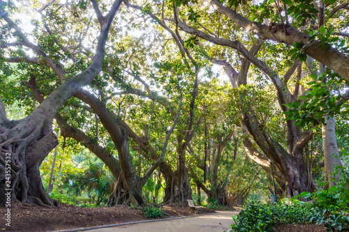 A shady alley of a giant Ficus macrophylla in the English Park. The Algerian Botanic garden, Algeria photo