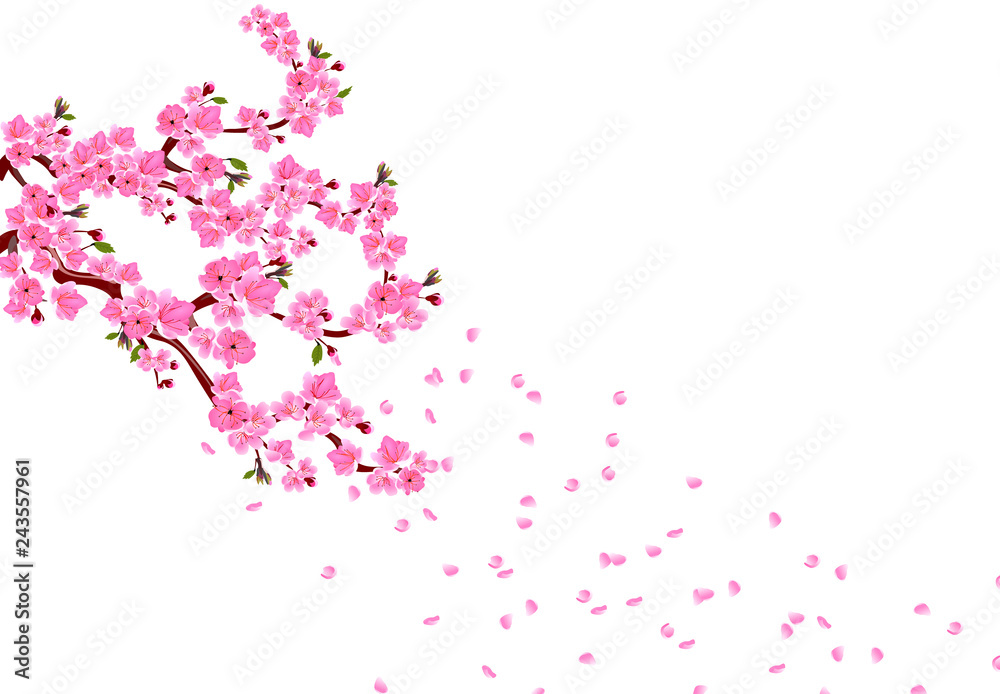 Sakura. Branches with pink flowers, leaves and cherry buds. Petals fly in the wind. isolated on white background. illustration Sakura. Branches with pink flowers, leaves and cherry buds. Petals fly in the wind. isolated on white background. illustration