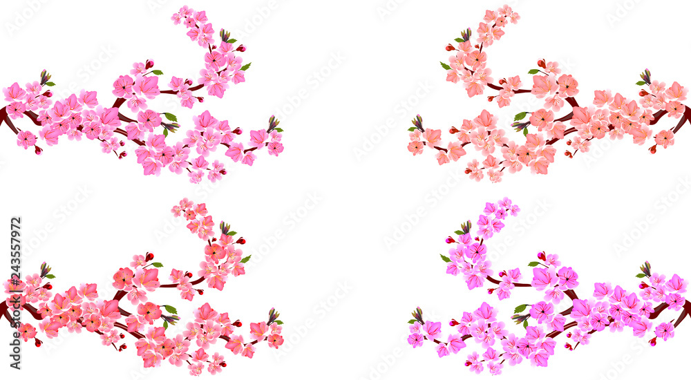 Sakura. Set. Four branches with different shades of flowers. Leaves and cherry buds. On a white background. illustration