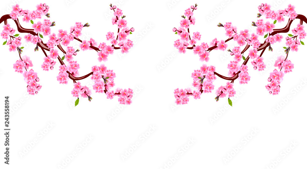 Sakura. Branches with purple flowers. Cherry blossoms is located on both sides. Inscription. Isolated on white background. Illustration