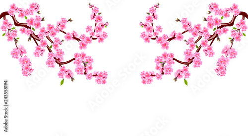 Sakura. Branches with purple flowers. Cherry blossoms is located on both sides. Inscription. Isolated on white background. Illustration © lily_studio