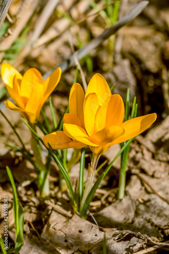 Two yellow crocuses on a flowerbed in the garden, close-up