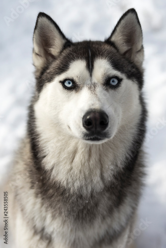 A siberian husky looking to the camera with fearfull face © H2Orobert