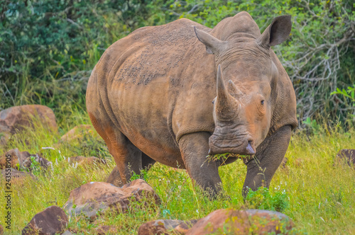 Male bull Cute White Rhino or Rhinoceros in a game reserve in So