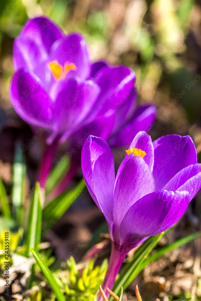 Two lilac crocus on a flowerbed in the garden, close-up