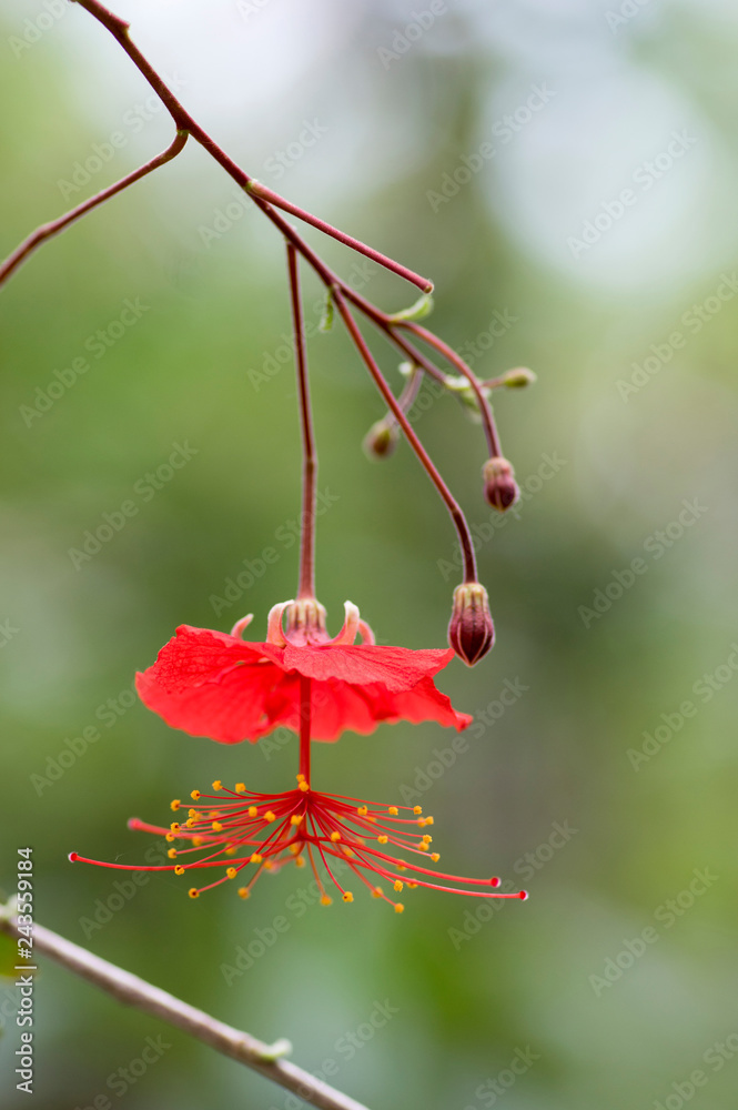Hibiscus grandidieri tropical red flowering plant, beautiful flowers in  bloom, also called Red Chinese Lantern Hibiscus Stock Photo | Adobe Stock