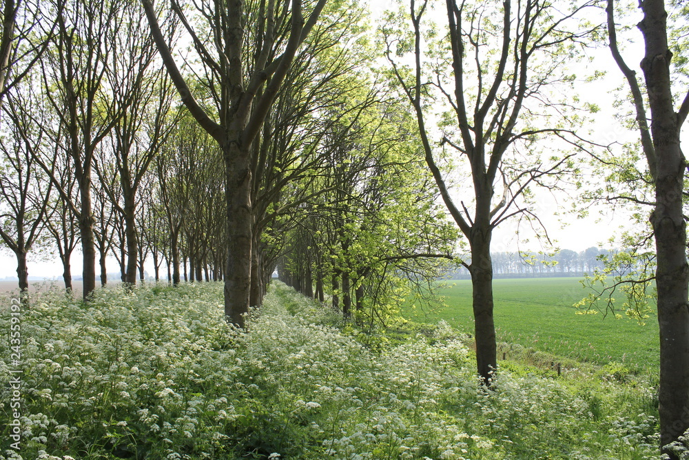 a dyke with rows of trees with fresh green leaves and lots of white flowering cow parsley in between in springtime a dyke with rows of trees with fresh green leaves and lots of white flowering cow parsley in between in springtime