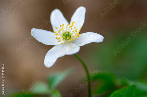 Anemone nemorosa spring flowers, wood anemones white flowering plants