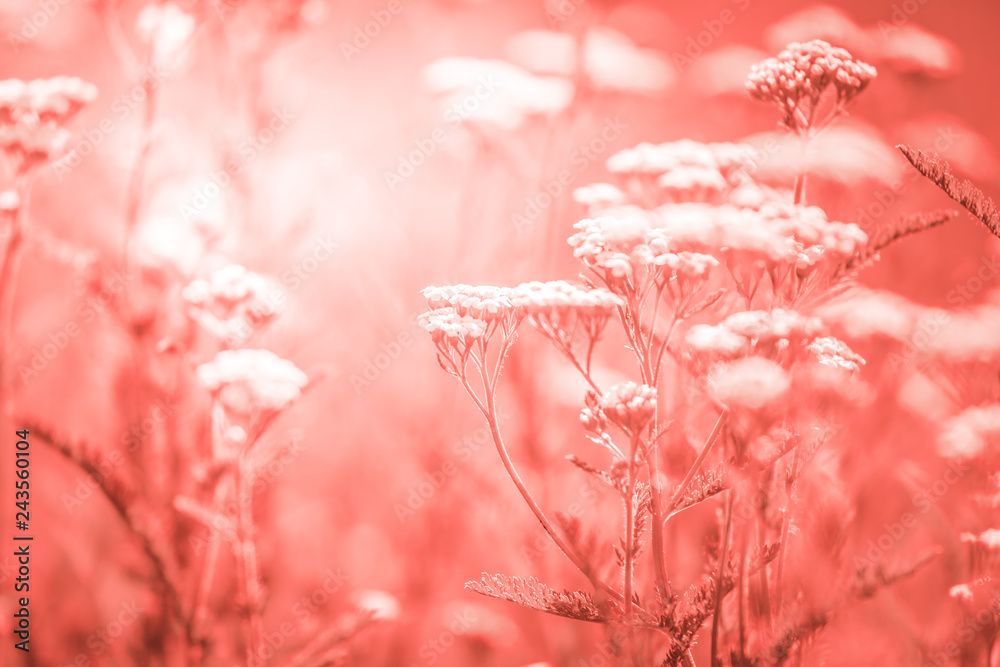 Fototapeta Letnia łąka z białymi kwiatami krwawnika