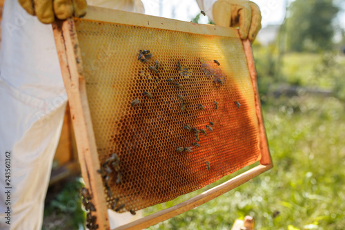 closeup hands of beekeeper hold wooden frame with honeycomb. Collect honey. Beekeeping concept