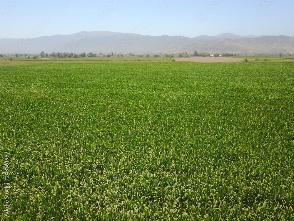 In sunny day aerial shot of green field of corn