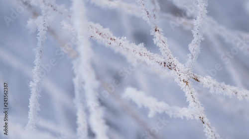 Frozen branches close up. Nature in the winter © dero2084