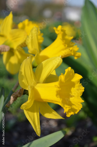 The yellow narcissus blossoms in the spring in a garden. (Shallow depth of field, closeup)