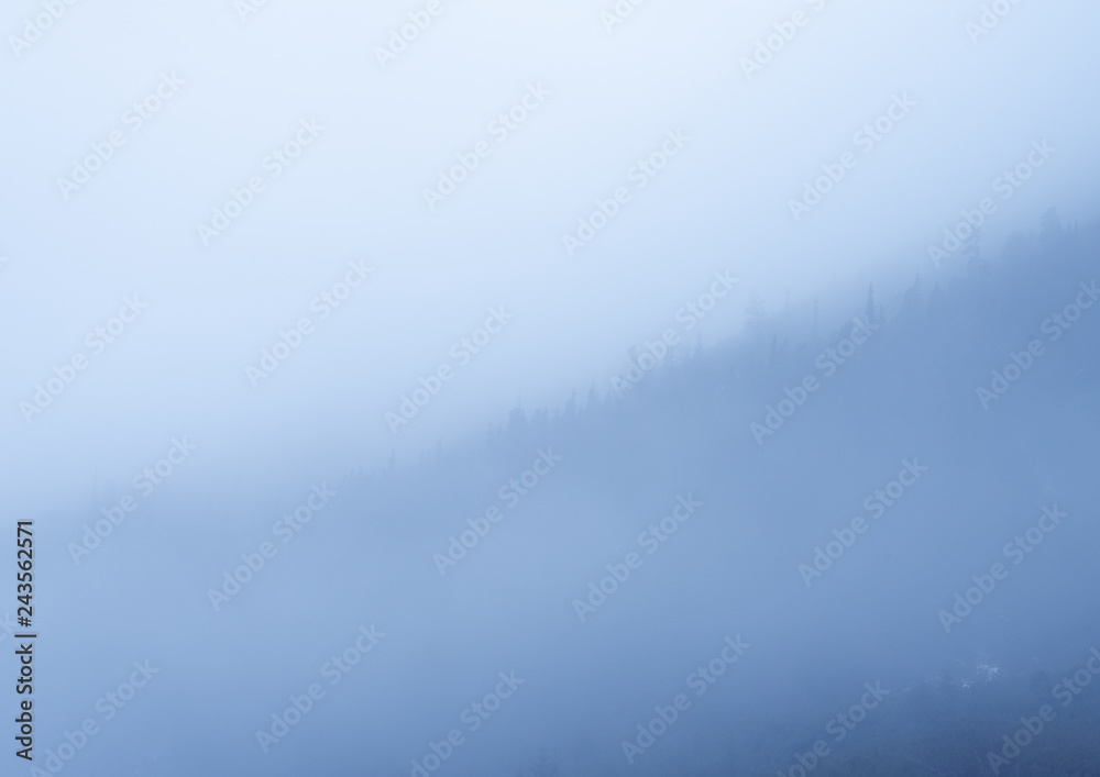 abstract background with copy space for text fog in forest abstract background with copy space for text fog in forest
