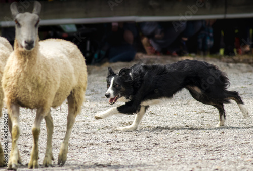 Φωτογραφία Sheep dog demonstrates herding sheep
