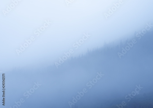 abstract background with copy space for text fog in forest