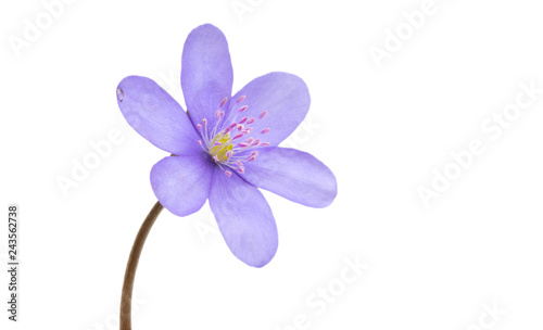 Hepatica Nobilis - first Spring Flower