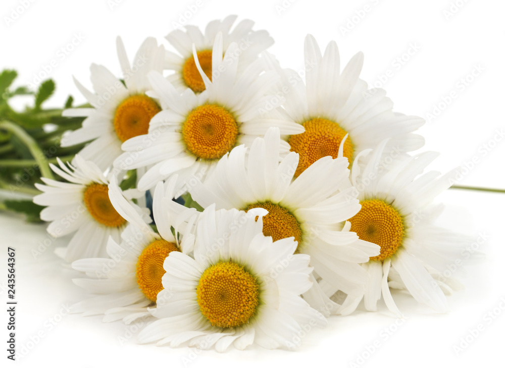 Fototapeta premium Bouquet of white chamomile.