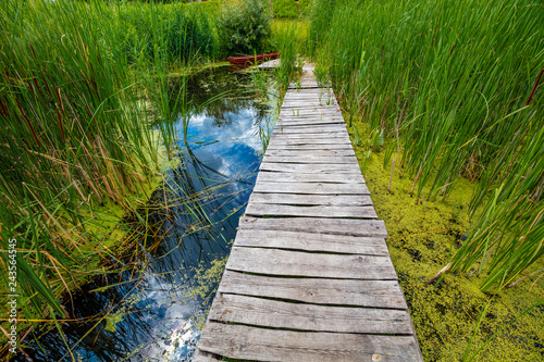 Lake shore with wooden deck and tall sedge in summer. Beautiful nature