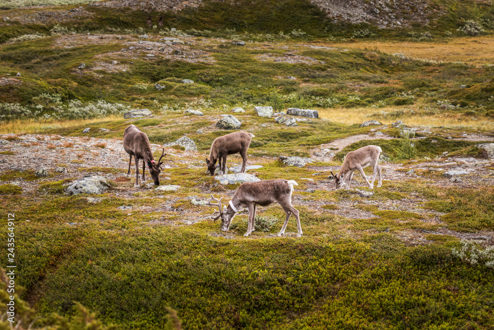 wild reindeer grazing in the mountains