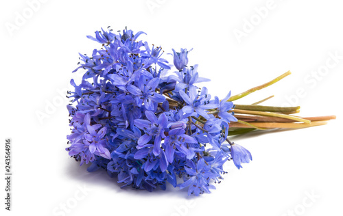 blue bluebell flowers isolated