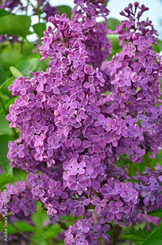 Common Lilac (Syringa Vulgaris). Blossoming bush of a lilac in the spring in a garden.