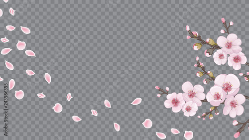 Handmade background in oriental style. Theme design textiles, wallpaper, packaging, printing. Flying sakura flowers. Magenta on white fond.