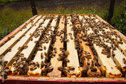 Honey bees on beehive at apiary