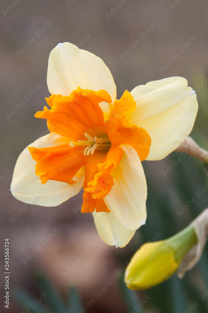Fototapeta premium Single daffodil