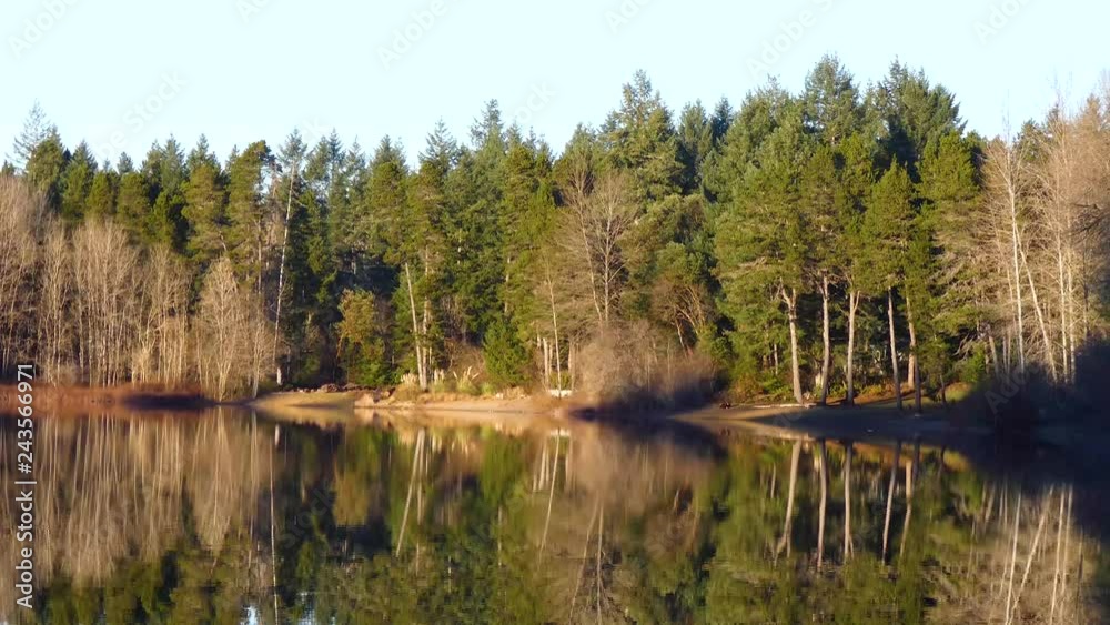 january trees stand against glassy lake reflecting in water