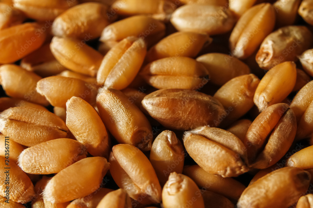 Grains of wheat macro background Grains of wheat macro background