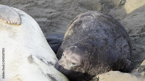 HD video one large elephant seal pup nursing. The mothers will fast and nurse up to 28 days, providing their pups with rich milk. Weaned elephant seal pups should weigh approximately 250 pounds. photo