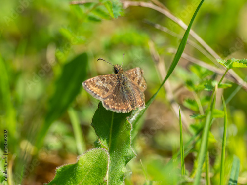 Dingy Skipper Butterfly ( Erynnis tages ) photo