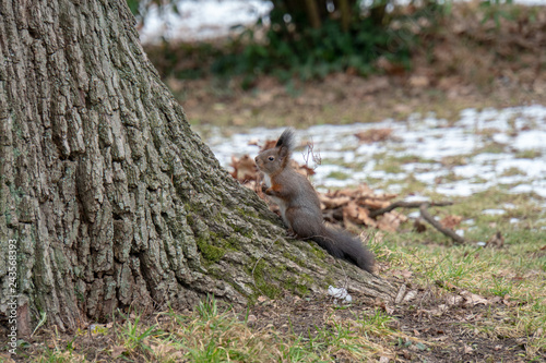 Eichhörnchen sitzt auf Wurzel