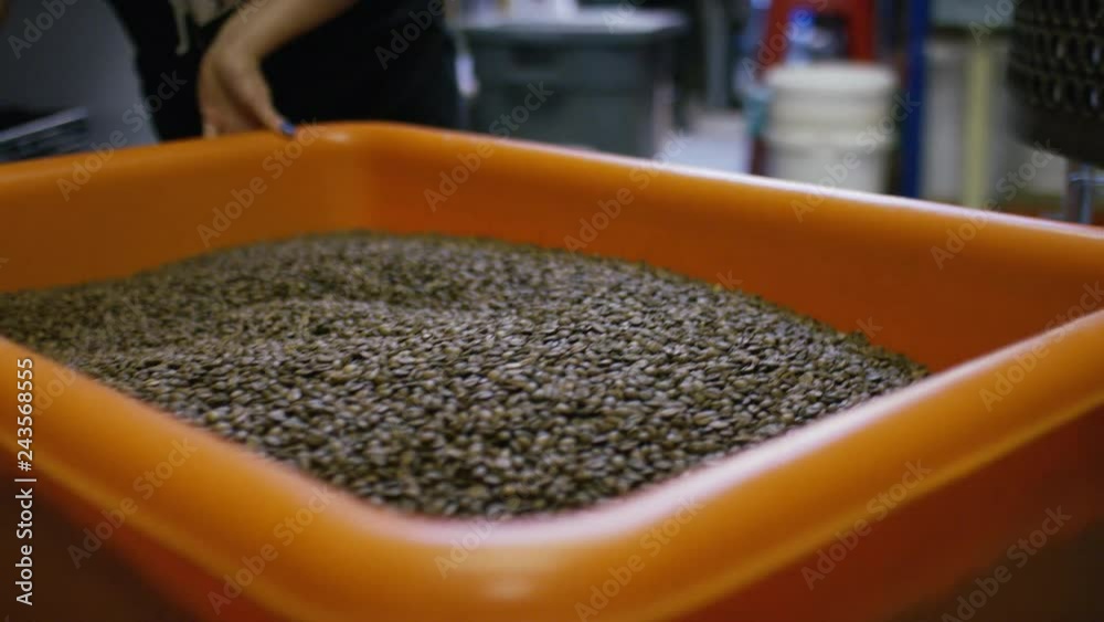 Coffee Container Loading Large container of freshly roasted coffee beans being pulled through a ...
