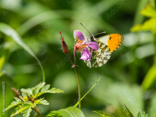Orange tip butterfly, Anthocharis cardamines