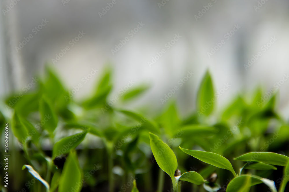 Fototapeta premium A young green seedlings sprouts and place for the inscription in the background