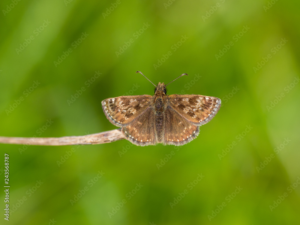 Obraz premium Dingy Skipper Butterfly ( Erynnis tages )